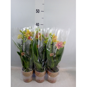 Phalaenopsis multi.   ...yellow
