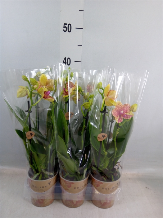 <h4>Phalaenopsis multi.   ...yellow</h4>