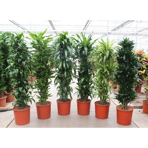 Dracaena fragrans Mixkar 34