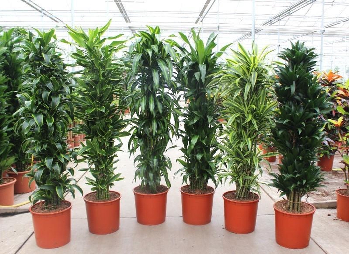<h4>Dracaena fragrans Mixkar 34</h4>