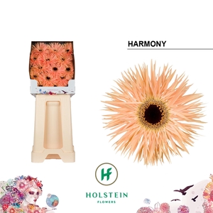 Ge Gs Gersp Harmony