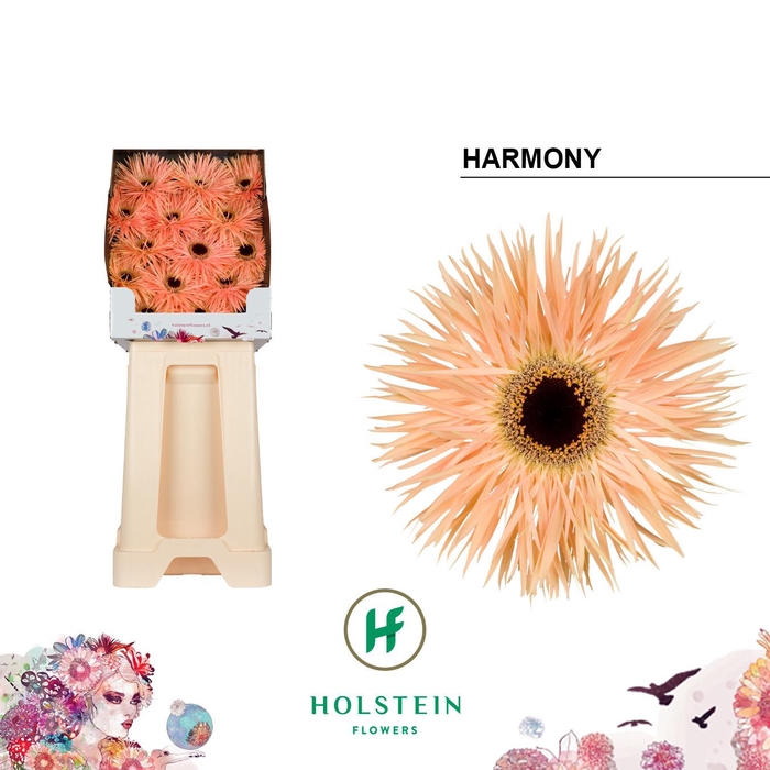 <h4>Ge Gs Gersp Harmony</h4>