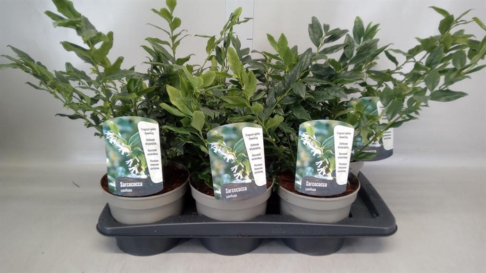 <h4>Sarcococca confusa</h4>