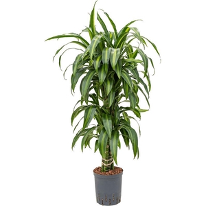 Dracaena fragrans 'Hawaiian Sunshine'