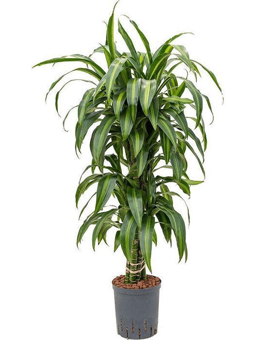 <h4>Dracaena fragrans 'Hawaiian Sunshine'</h4>