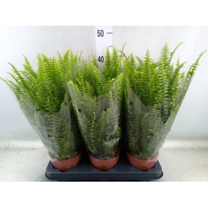 Nephrolepis exal. 'Green Lady'