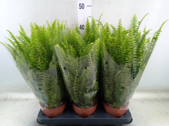 <h4>Nephrolepis exal. 'Green Lady'</h4>