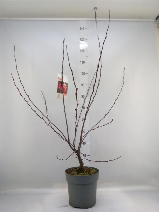 <h4>Malus toringo</h4>