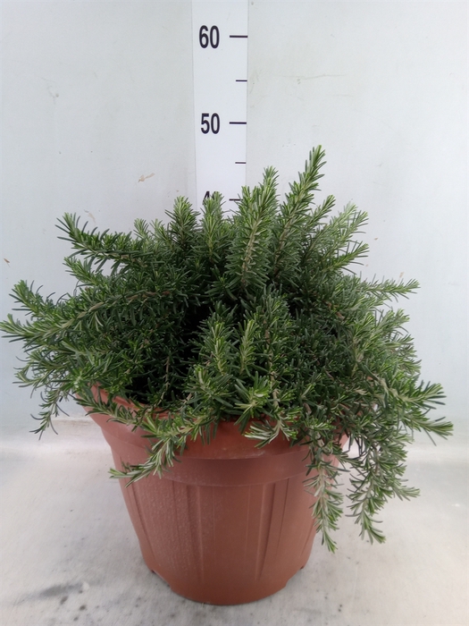 <h4>Rosmarinus officinalis 'Prostratus'</h4>