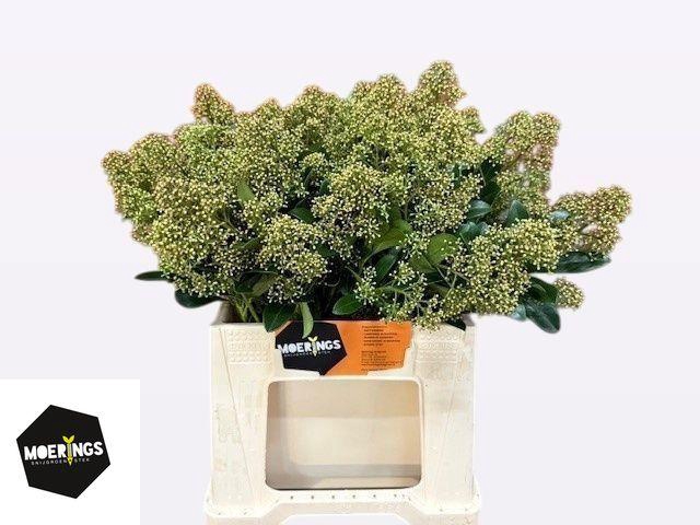 <h4>SKIM J SNOW WHITE BS</h4>