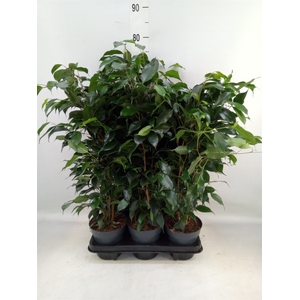 Ficus benja. 'Danielle'