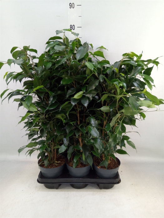 <h4>Ficus benja. 'Danielle'</h4>