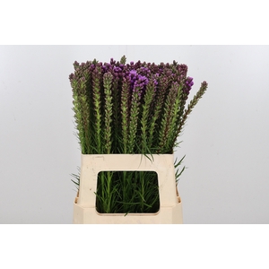 Liatris Spicata