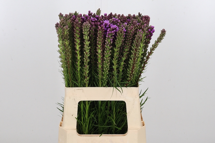 <h4>Liatris Spicata</h4>