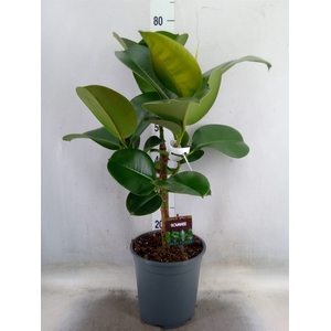 Ficus elastica 'Cloe'