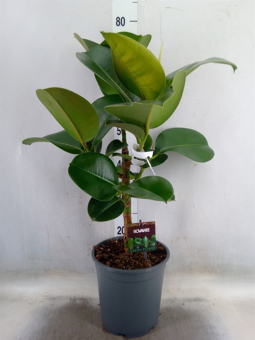 <h4>Ficus elastica 'Cloe'</h4>