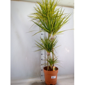 Dracaena marg. 'Sunray'
