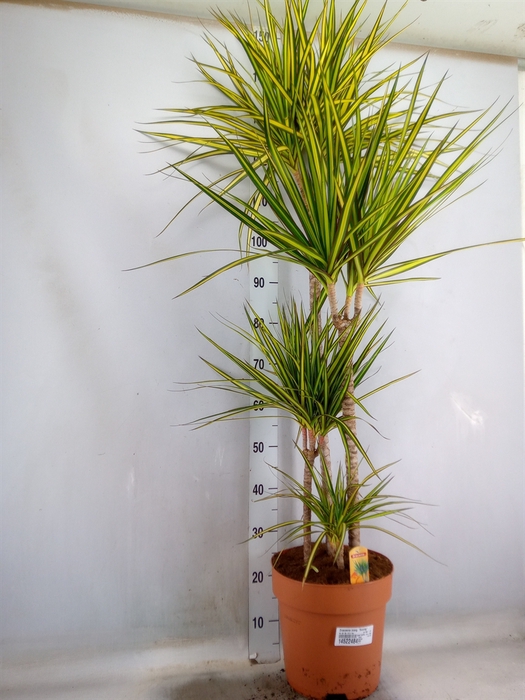 <h4>Dracaena marg. 'Sunray'</h4>