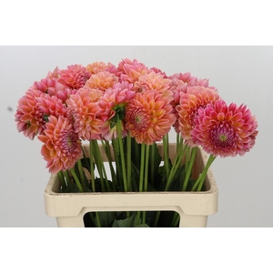 Dahlia Linda's Baby