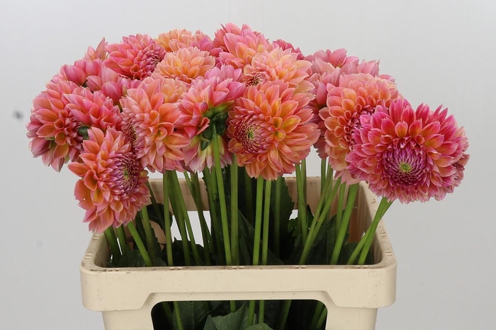 <h4>Dahlia Linda's Baby</h4>