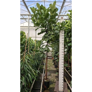 Ficus lyrata