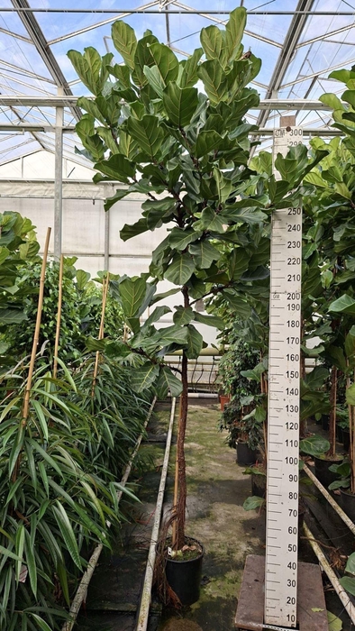 <h4>Ficus lyrata</h4>