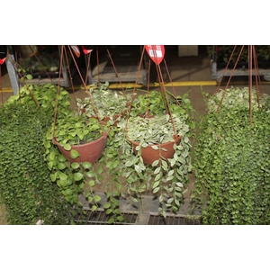 DISCHIDIA C21 VARIADO