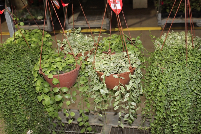 DISCHIDIA C21 VARIADO