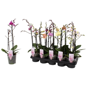 Phal. Multiflora 2-tak mix 