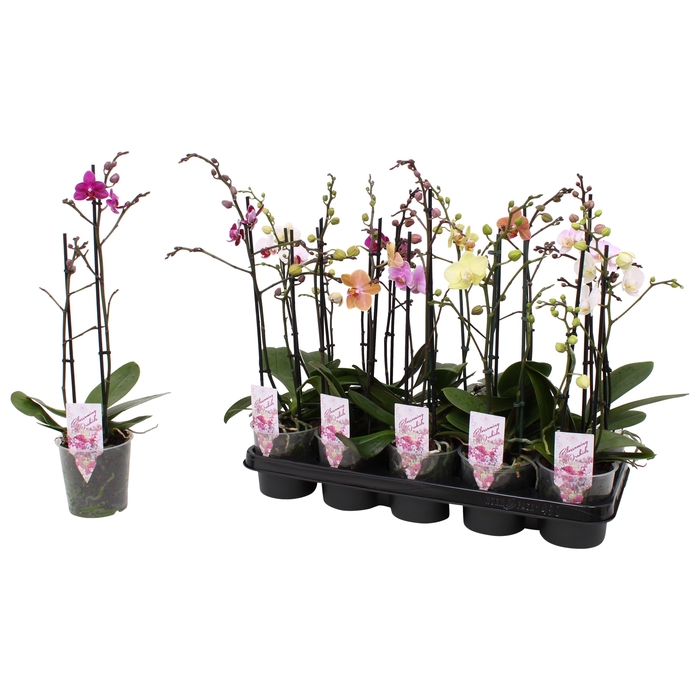 <h4>Phal. Multiflora 2-tak mix "Attractive" 18+ 4 kleuren</h4>