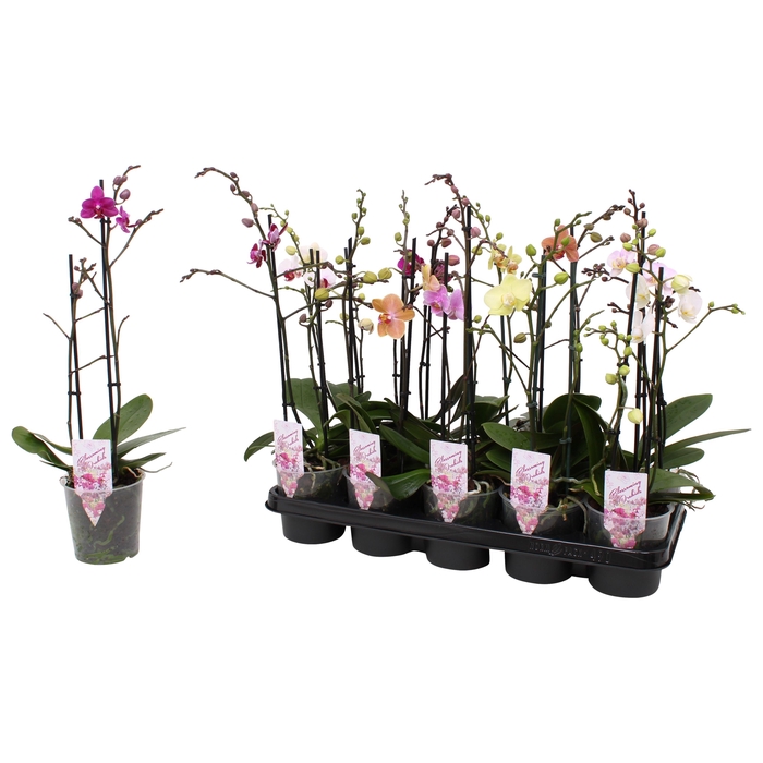 <h4>Phal. Multiflora 2-tak mix "Attractive" 18+ 4 kleuren</h4>