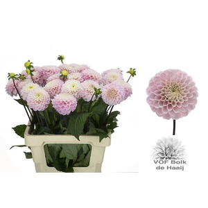 DAHL BALL WIZZ OF OZ