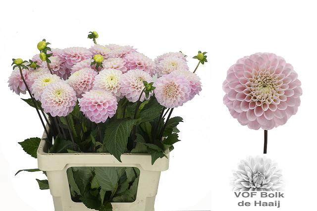 DAHL BALL WIZZ OF OZ