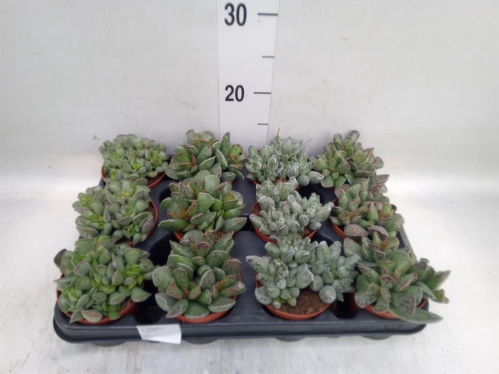<h4>Succulents   ...</h4>
