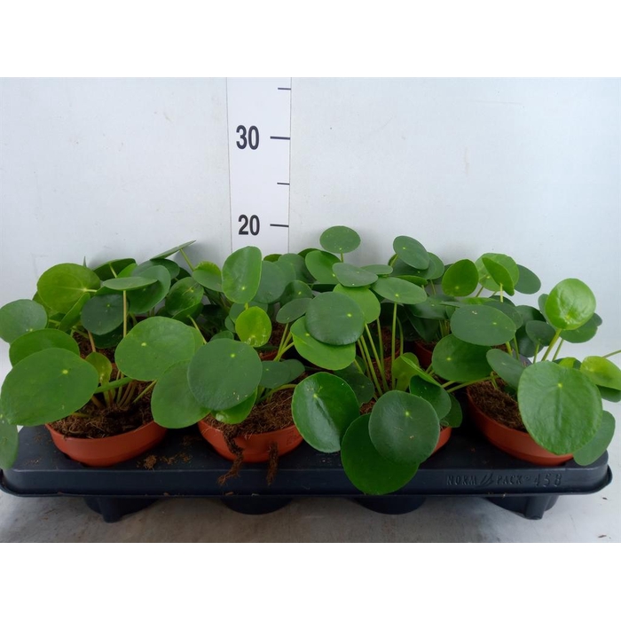 <h4>Pilea peperomioides</h4>