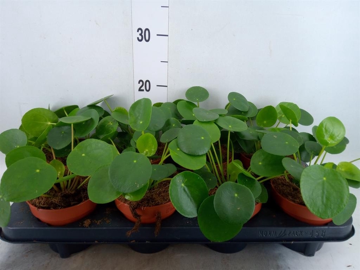 Pilea peperomioides