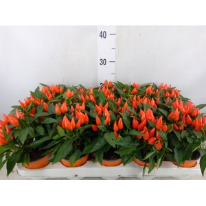 Capsicum annuum 'Salsa Dark Orange'
