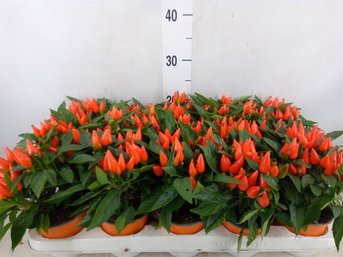 <h4>Capsicum annuum 'Salsa Dark Orange'</h4>