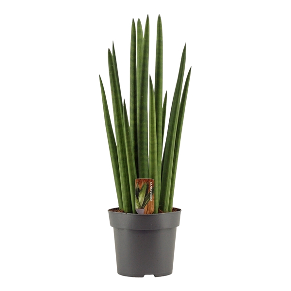 <h4>Sansevieria Cylindrica 14 cm Rocket</h4>