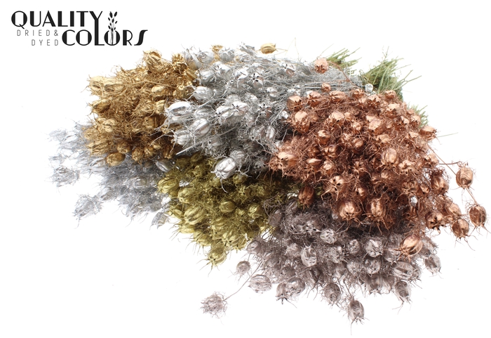 Nigella per bunch Metallic Mix