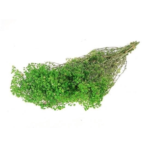 Bunch Gypsophila Pres. 240gr L70