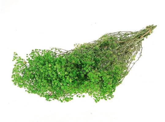 Bunch Gypsophila Pres. 240gr L70