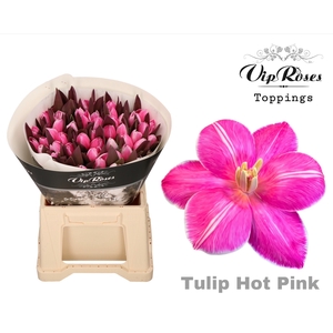 TU EN RV HOT PINK