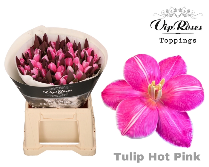 <h4>TU EN RV HOT PINK</h4>