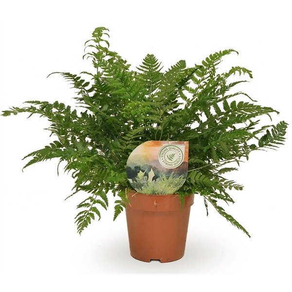 <h4>Polystichum tsussimense</h4>