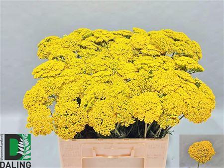 <h4>ACHIL F PARK VARIETY</h4>