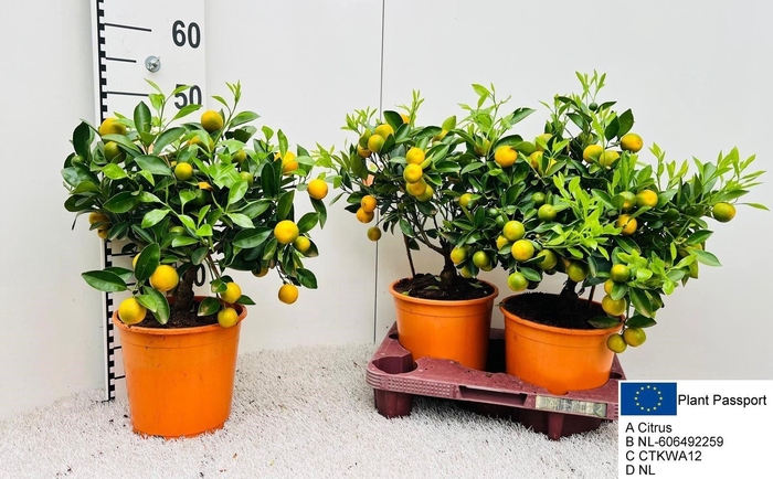 <h4>CITR MICROCARPA</h4>