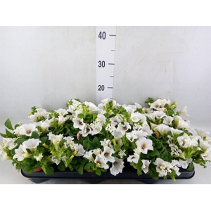 Petunia  'Surfinia Baby White'