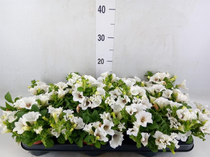 <h4>Petunia  'Surfinia Baby White'</h4>