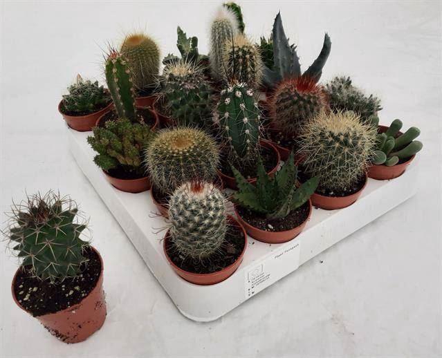 <h4>Cactus gemengd</h4>